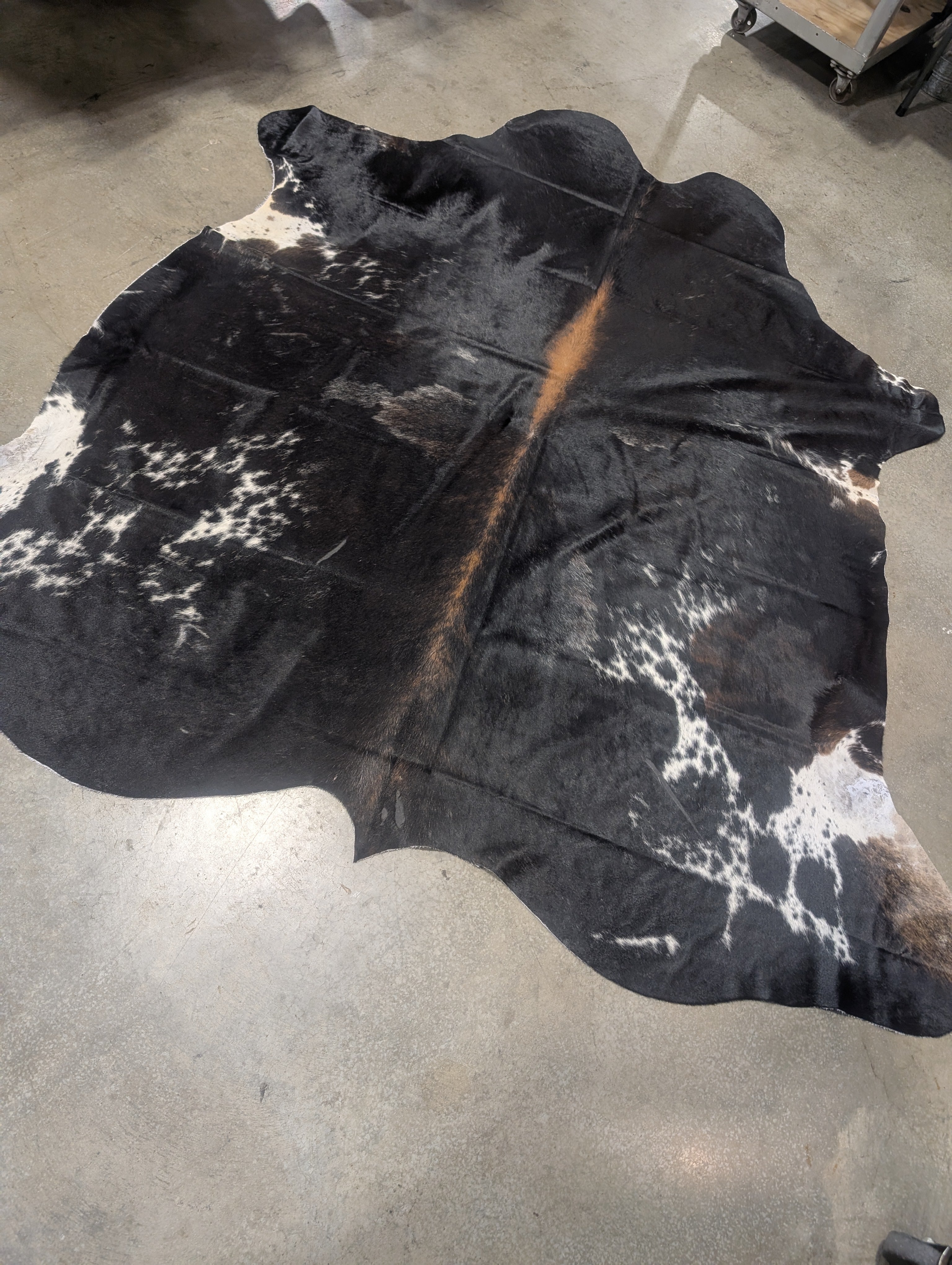 "Jinx" Full Cowhide