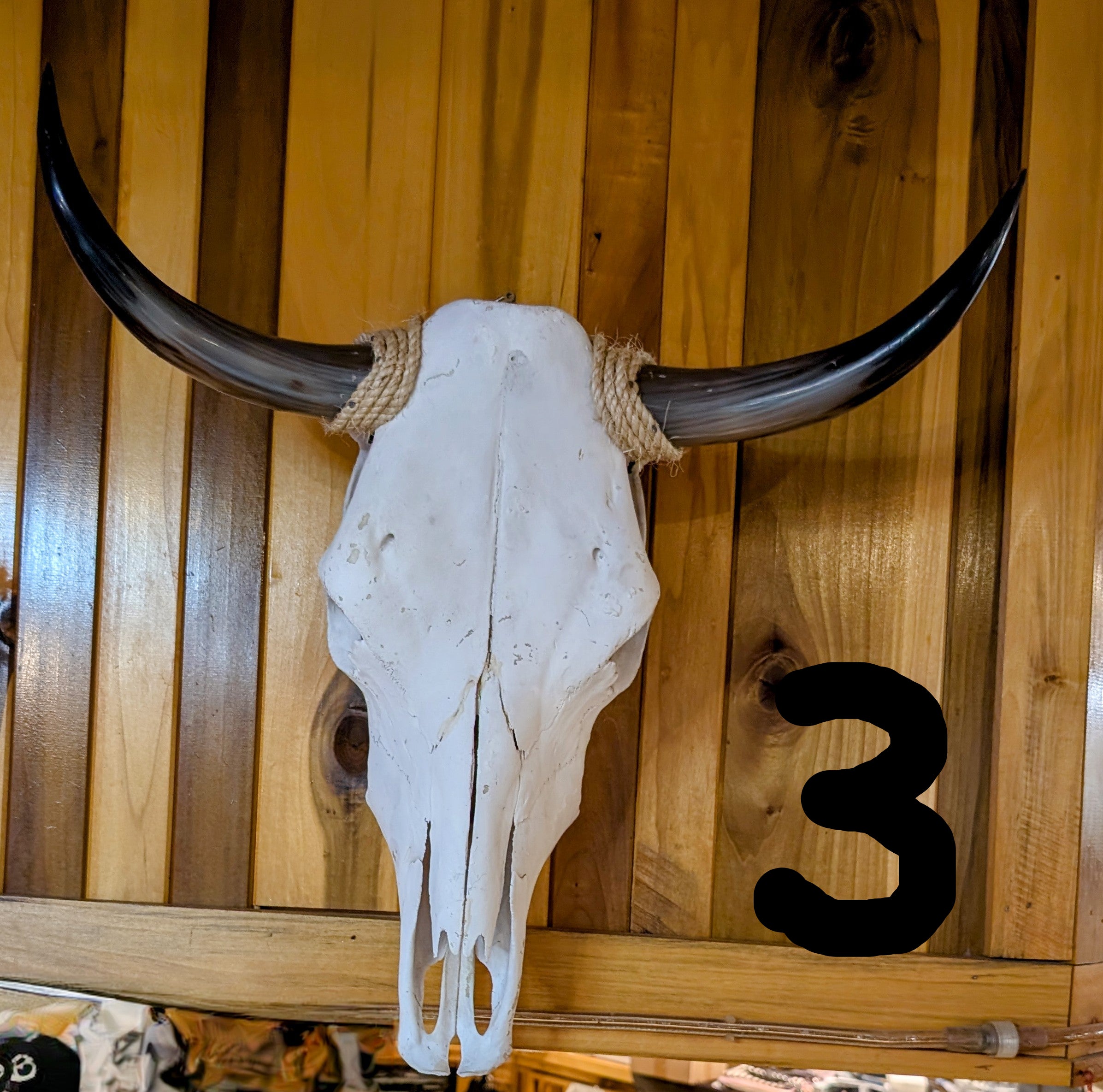 genuine cow skull with polished curved horns mounted on rustic wooden wall,