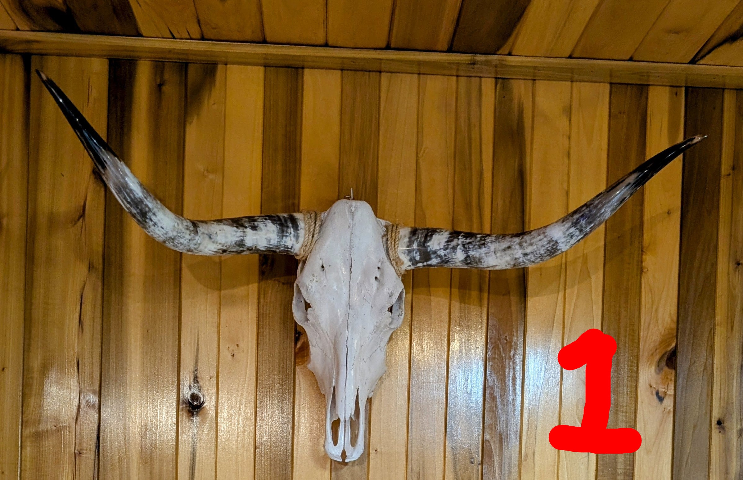 Authentic cow skull featuring glossy polished horns, ideal for rustic or southwestern interior design.