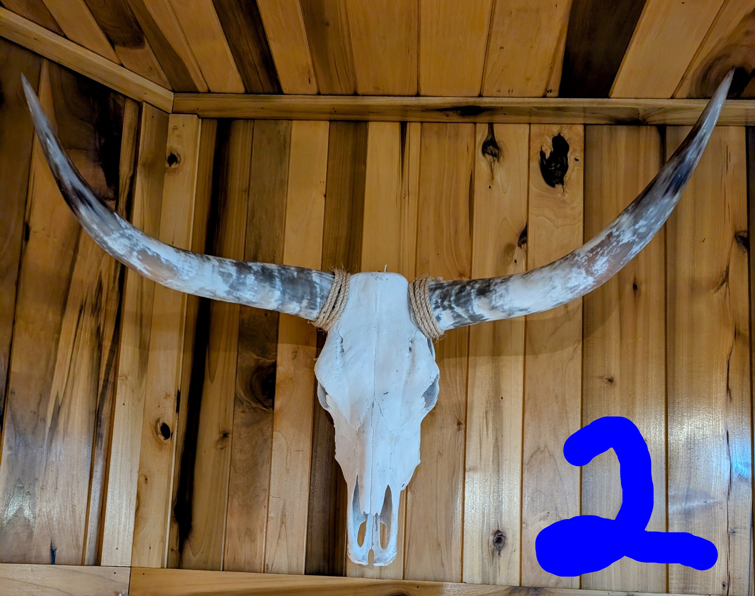 Large genuine cow skull with polished curved horns mounted on rustic wooden wall, perfect for western home décor.