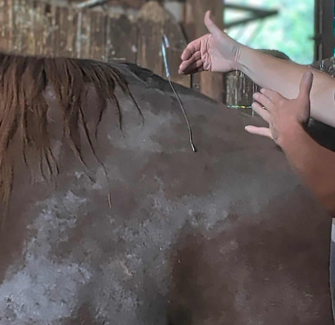 A close-up shot inside a barn showing a person's hands molding a shaped wire clothes hanger over a horse's back and withers to trace and check for a proper western saddle fit.