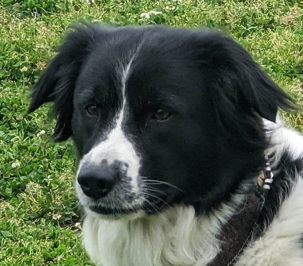 “Pet supplies at Ranch Mart – toys, treats, and training gear for dogs, cats, and more.”