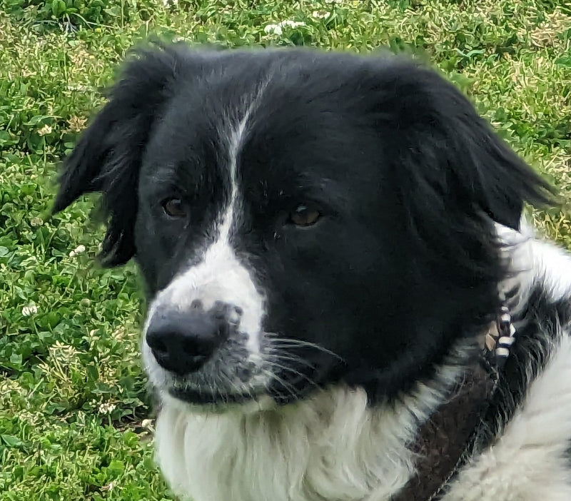 “Pet supplies at Ranch Mart – toys, treats, and training gear for dogs, cats, and more.”