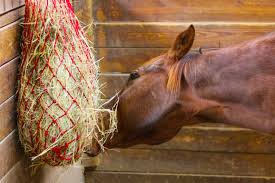 Horse eating hay out of a hay net