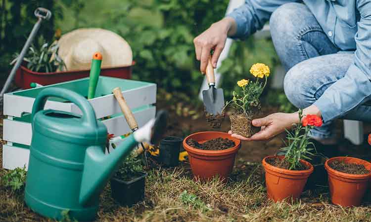 Garden Supplies