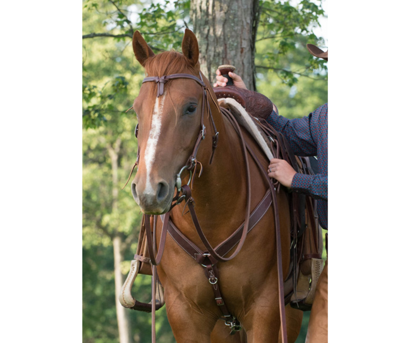 Bits & Bridles
