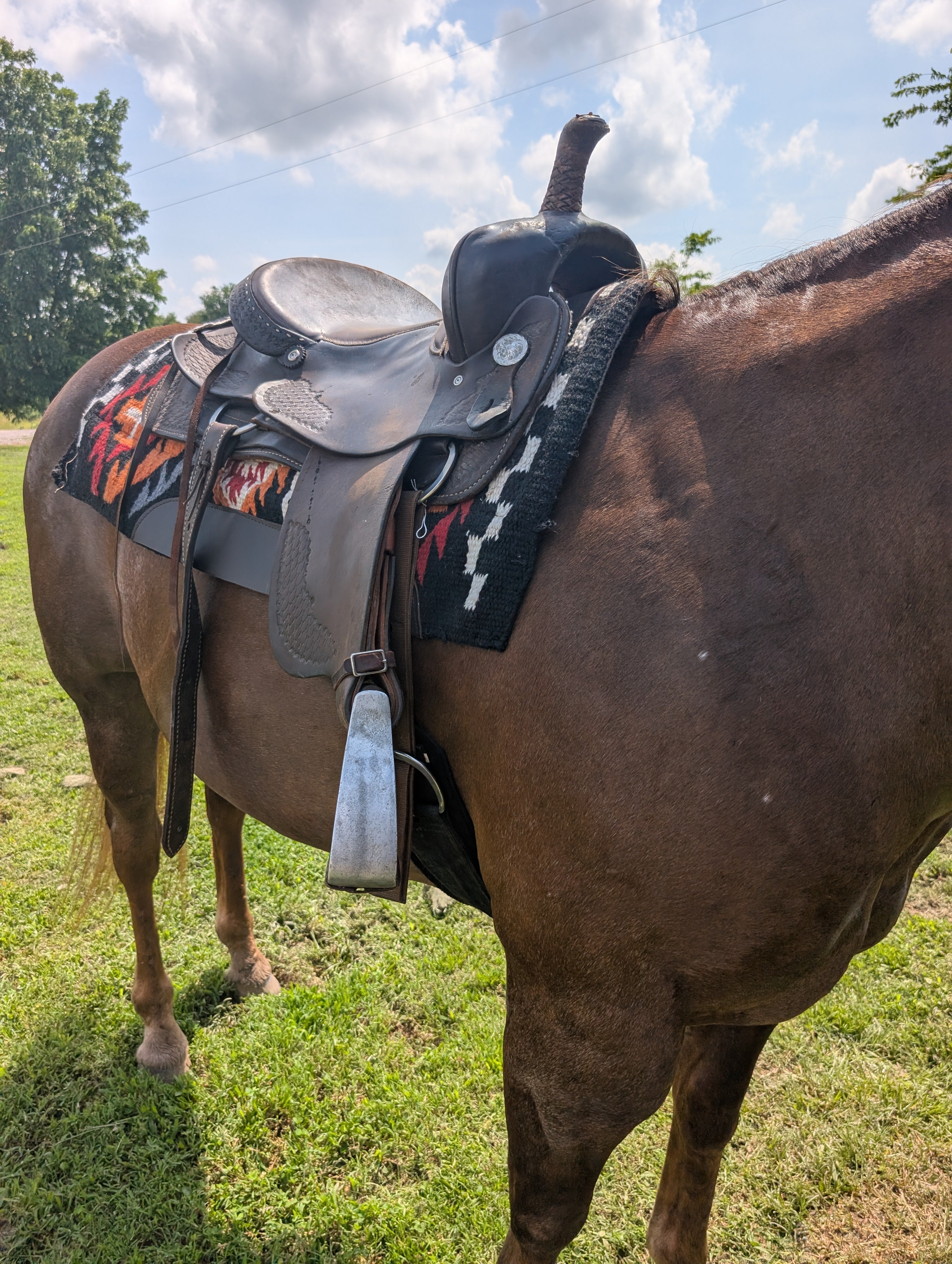 Horse with a western saddle on a grassy field