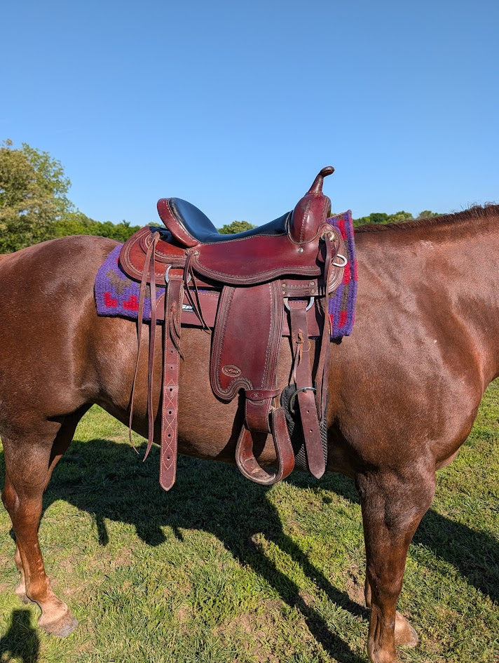 Right view of a Used Reinsman trail saddle on a horse.