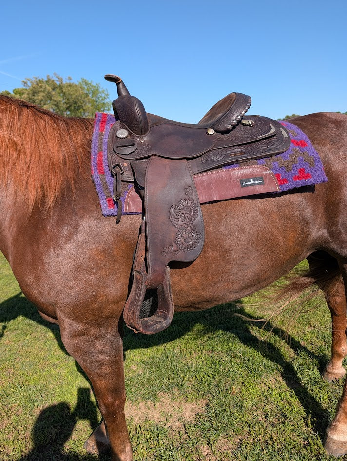 Left view of  a horse with a circle y used saddle on.