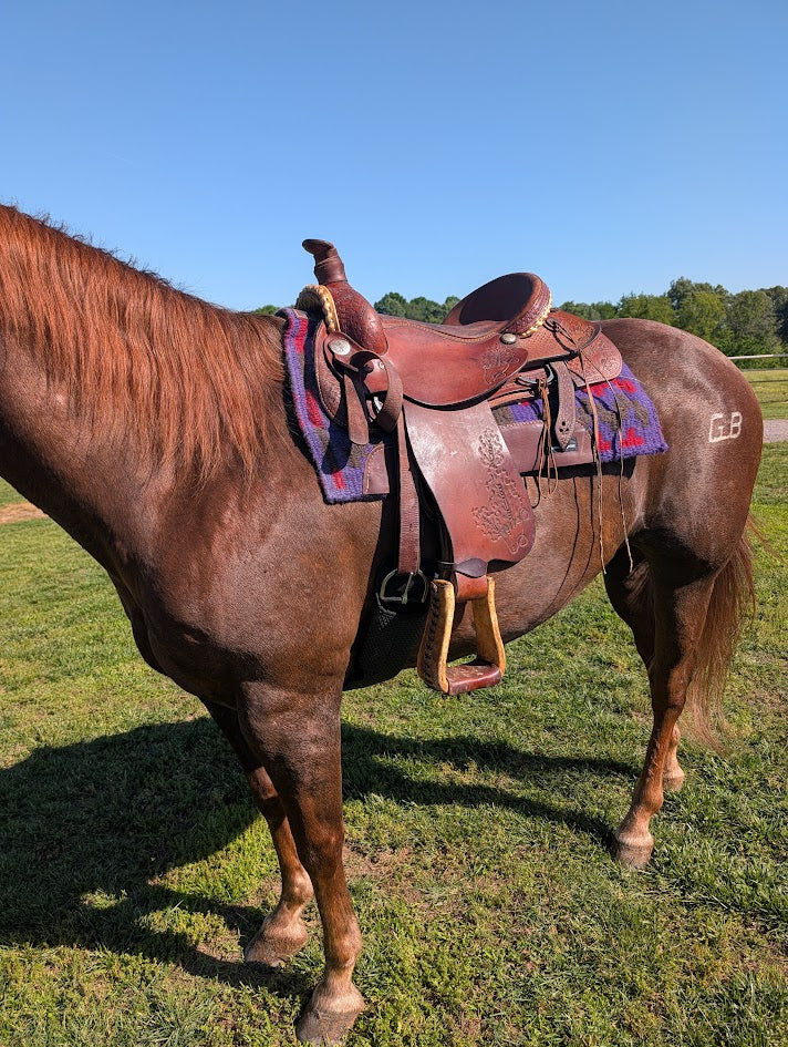 Used Roping saddle on a horse left side view. 