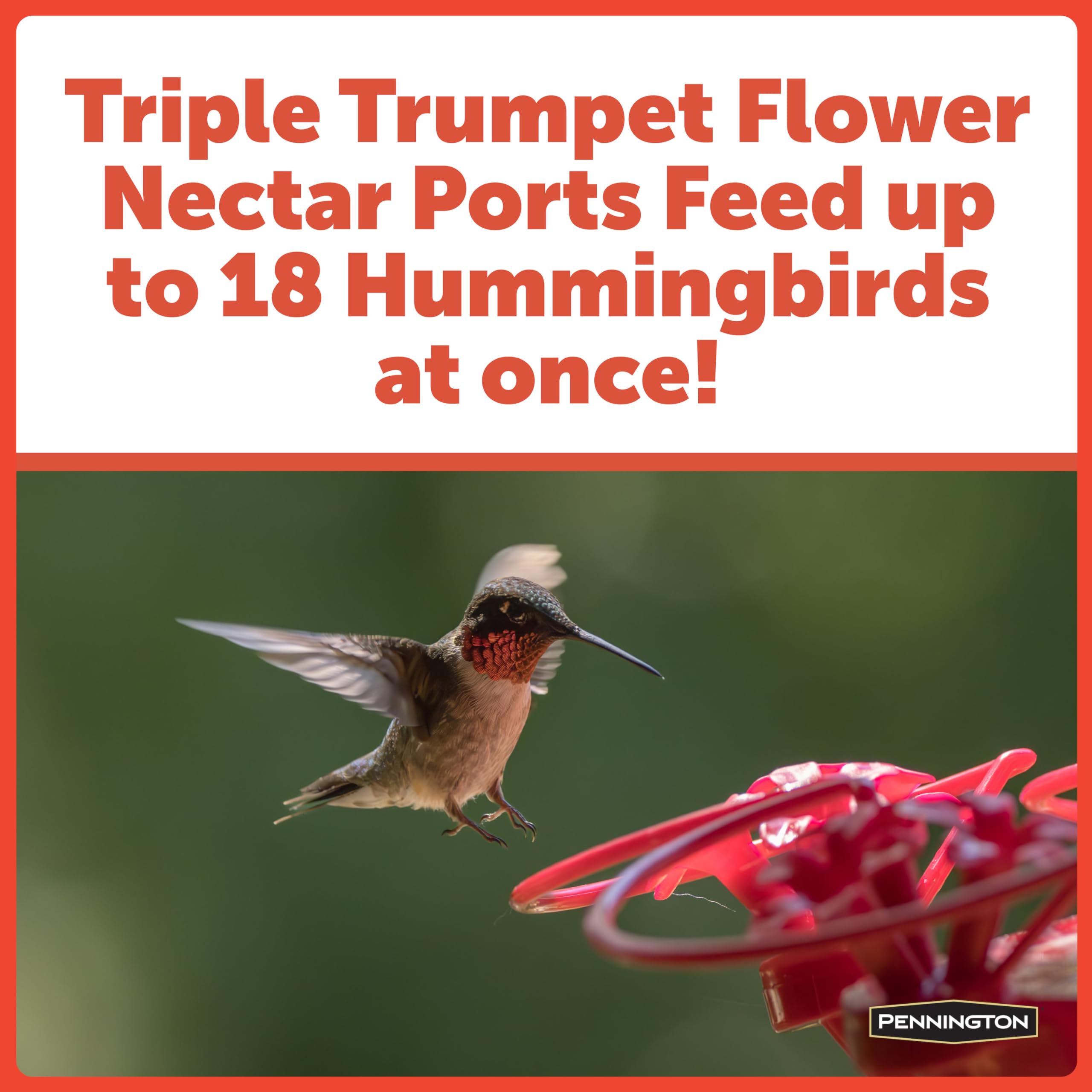 Hummingbird feeding on a red flower with text about Triple Trumpet Flower nectar ports.