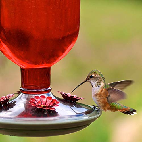 Hummingbird at a red hummingbird feeder 