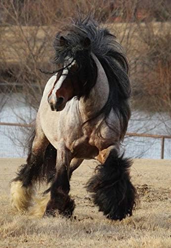 Horse with a long mane and tail standing on a grassy field.