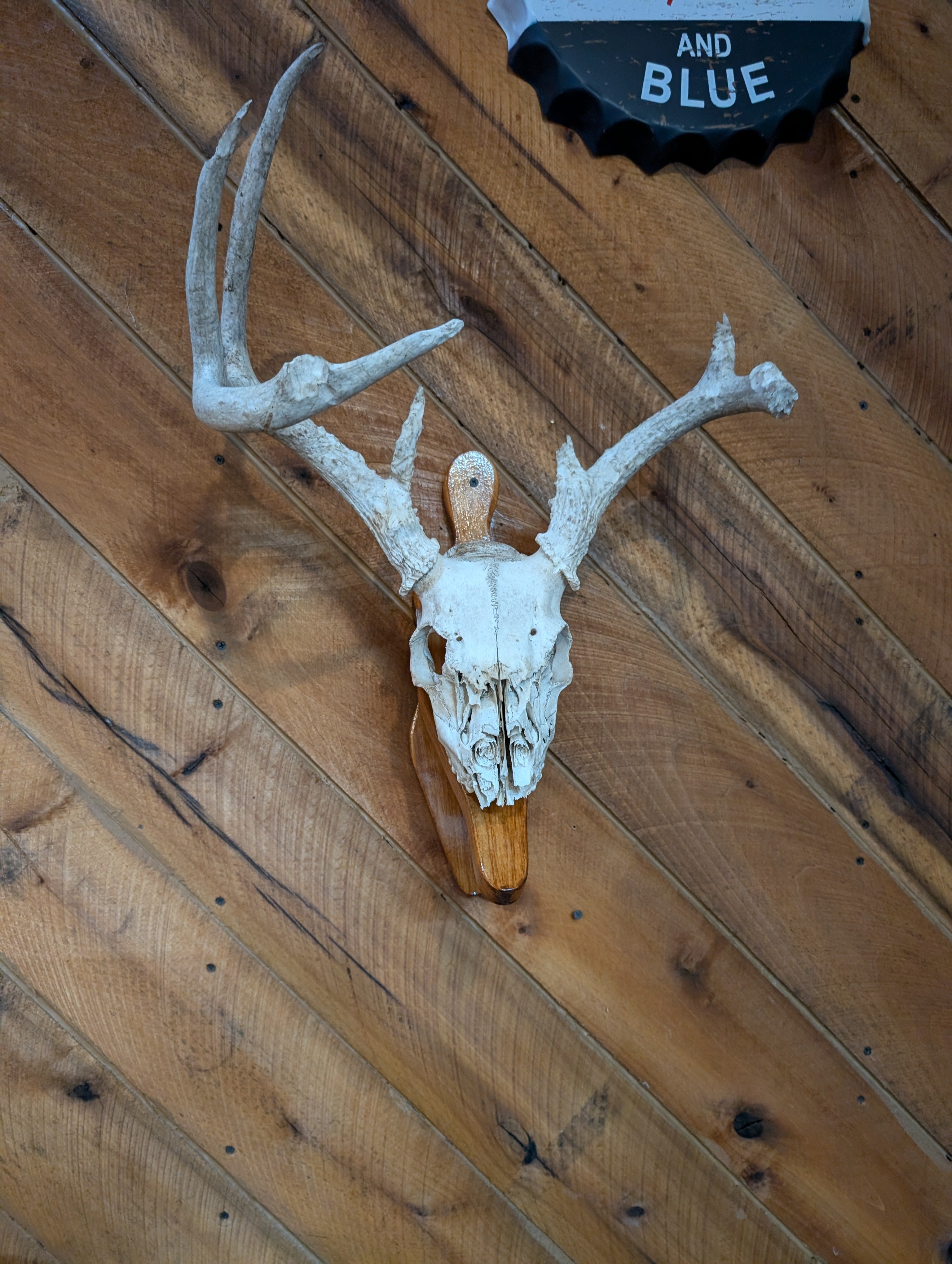 Handmade Wood Antler Mount Plaque | Rustic Hunting Trophy Display (Antlers Not Included, 2 Colors)