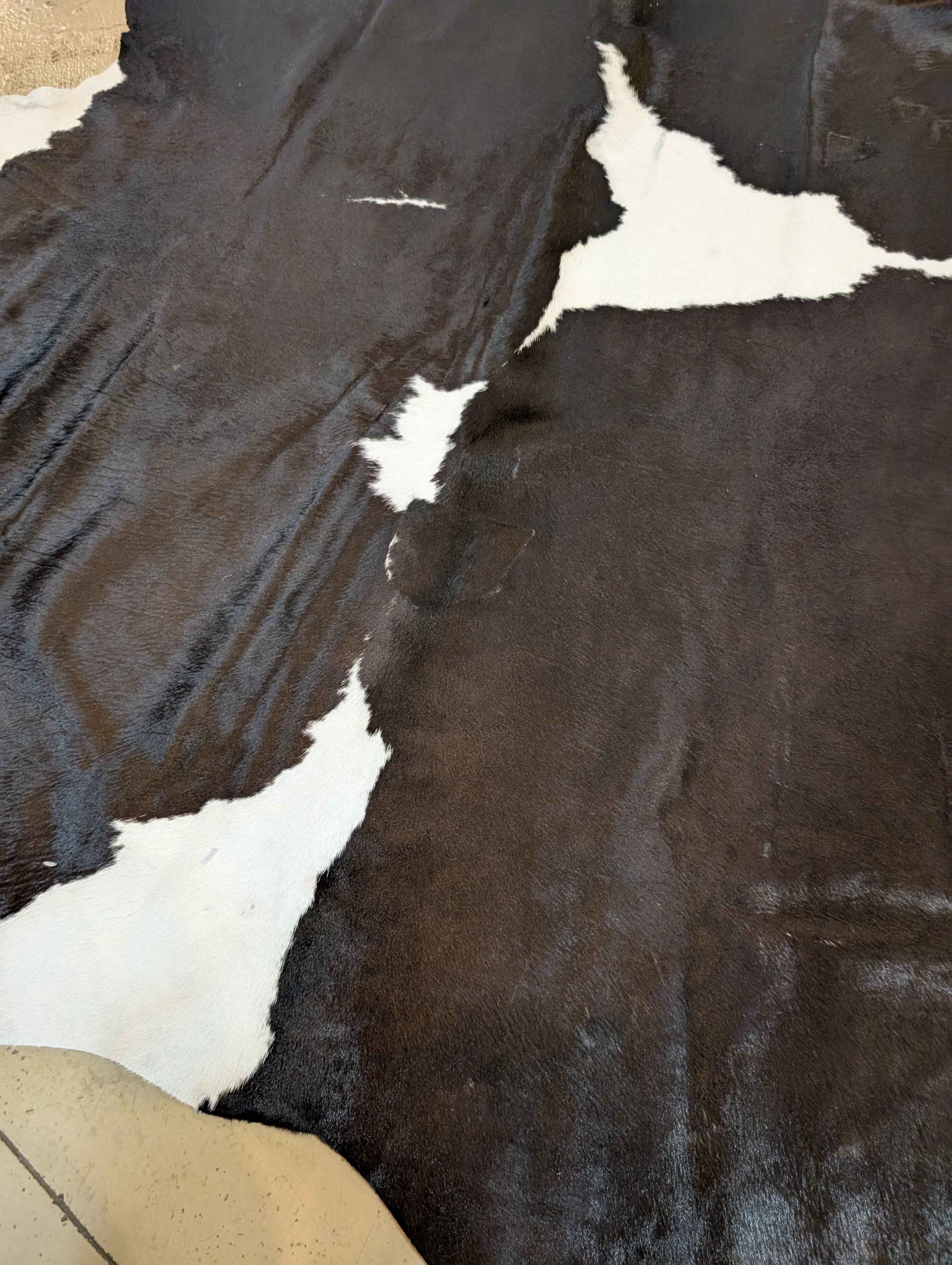 "Steer" Full Cowhide