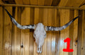 Authentic cow skull featuring glossy polished horns, ideal for rustic or southwestern interior design.
