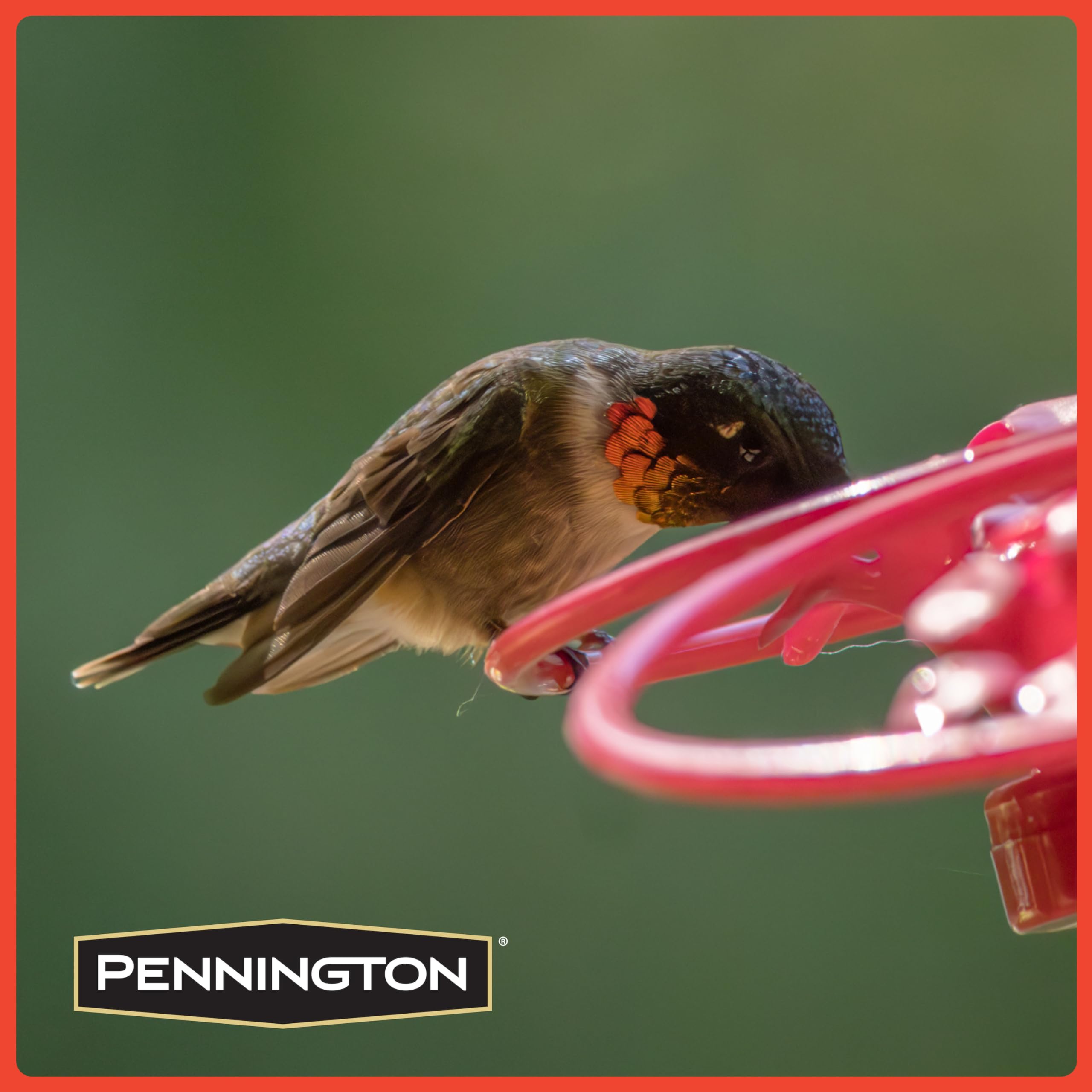 Hummingbird feeding from a red hummingbird feeder with Pennington logo.