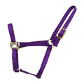 Purple horse halter with gold hardware on a white background