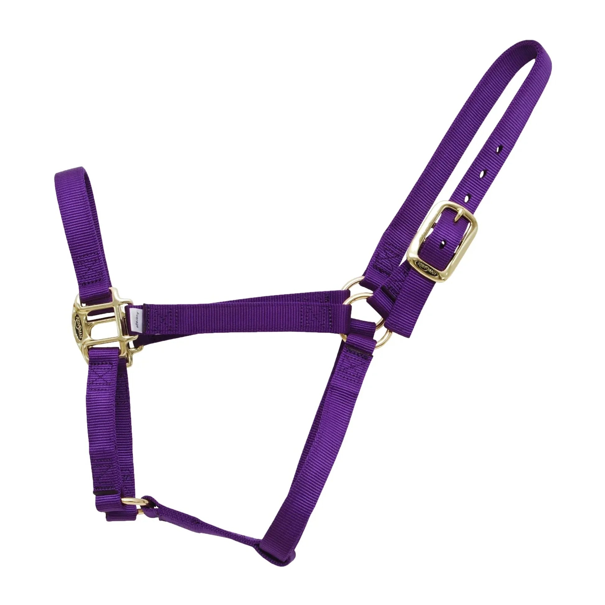 Purple horse halter with gold hardware on a white background