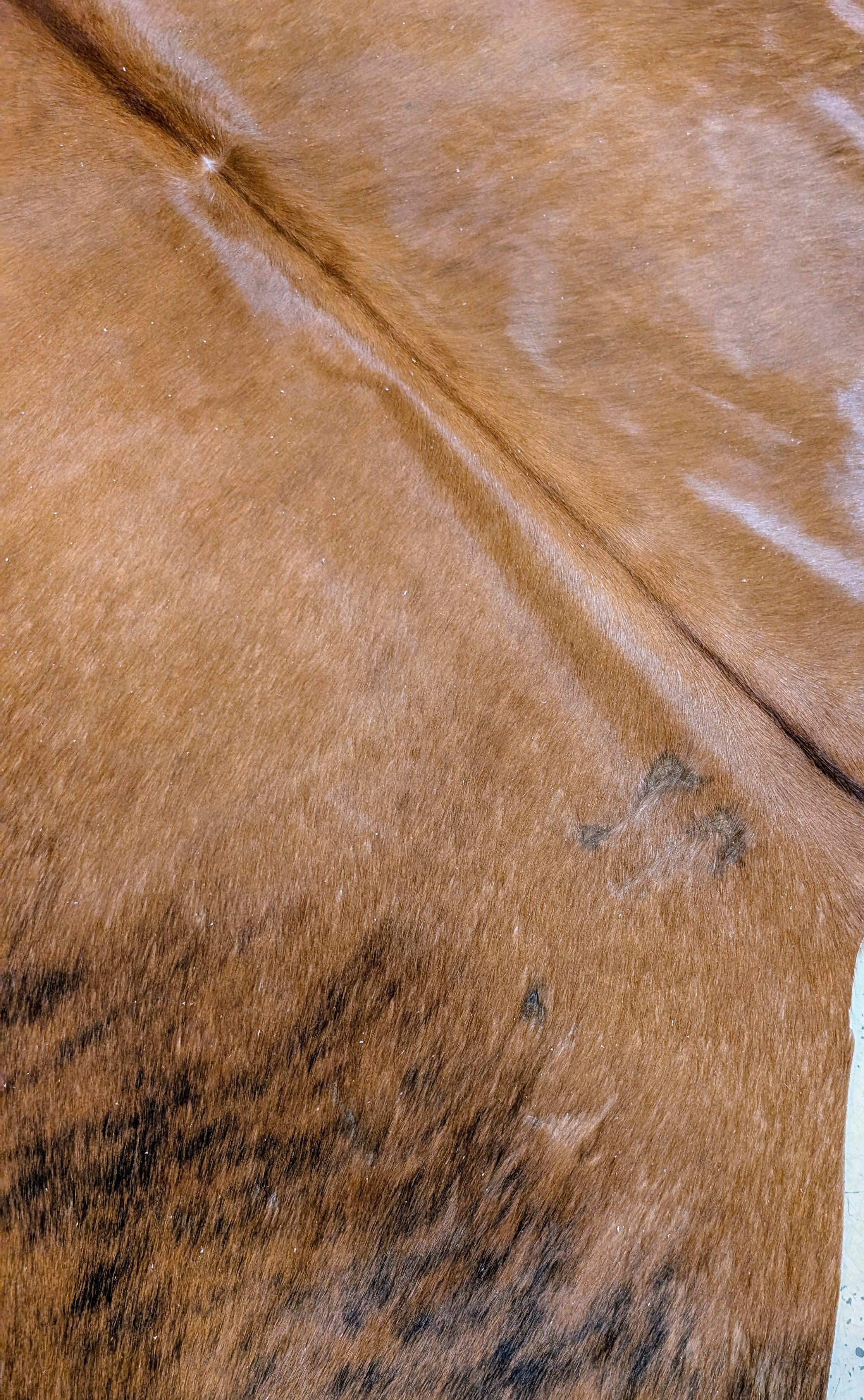 Branded cowhide full size