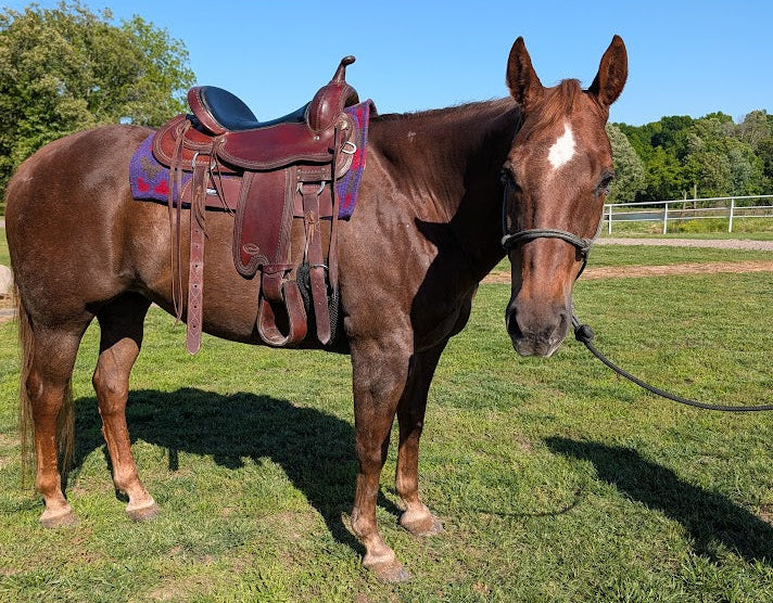 Reinsman Trail Saddle on a horse view from the right side. 