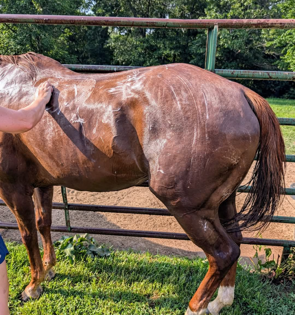 Horse being groomed by a person in an outdoor setting with greenery.
