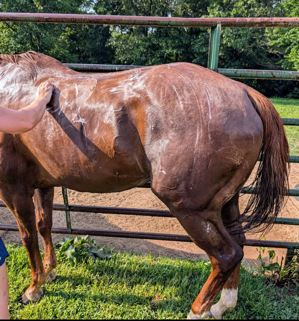 Horse being groomed by a person in an outdoor setting with greenery.