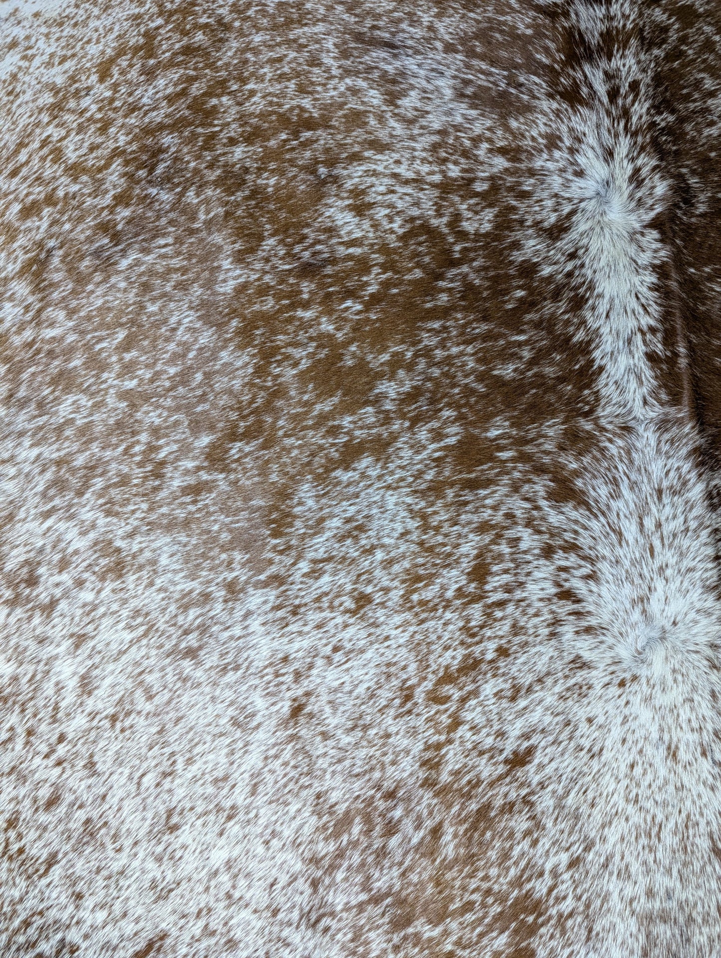 "Sprinkles" Branded  Full Cowhide