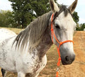 Gray horse with an orange halter standing in a field with trees in the background