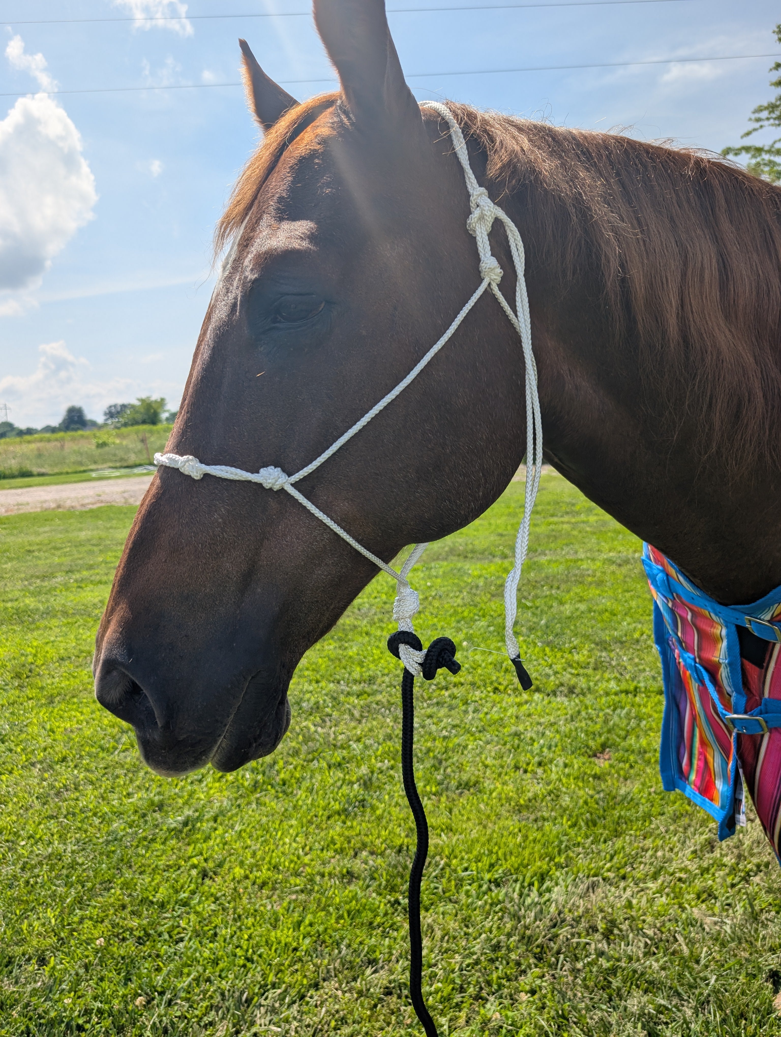 Tied Rope Trail halter with lead on horse