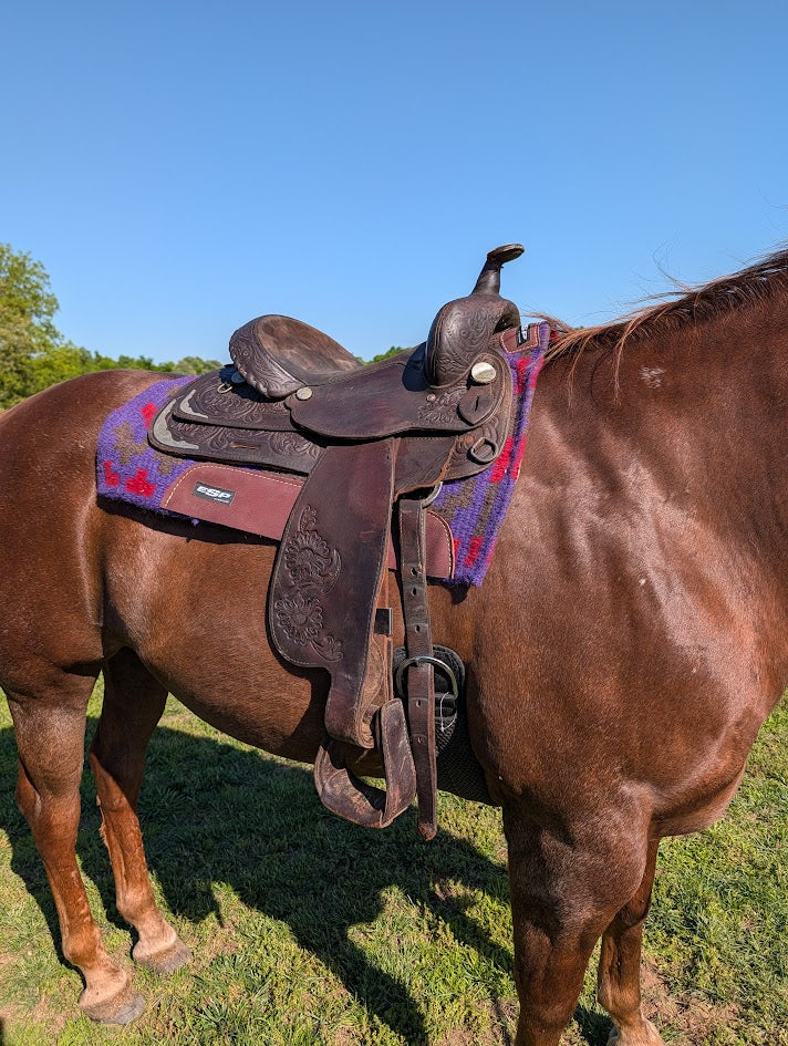 Used 15in circle y trail saddle on a horse right view. 