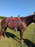 Used Roping saddle on a horse Right side view