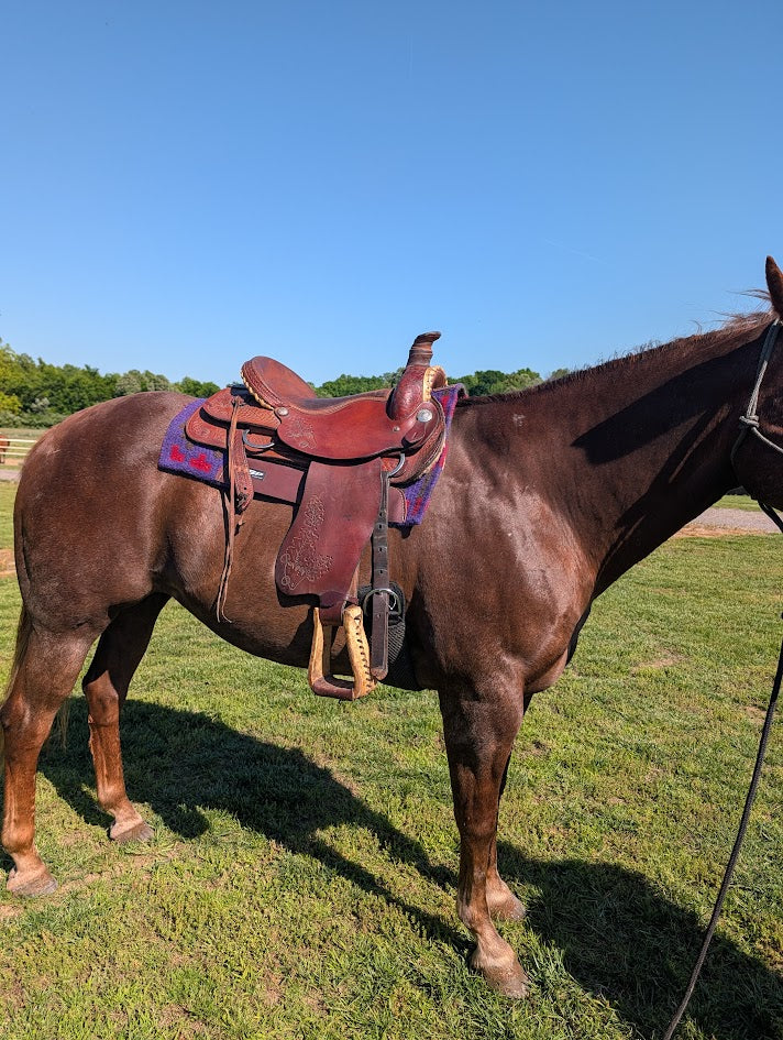 Used Roping saddle on a horse Right side view