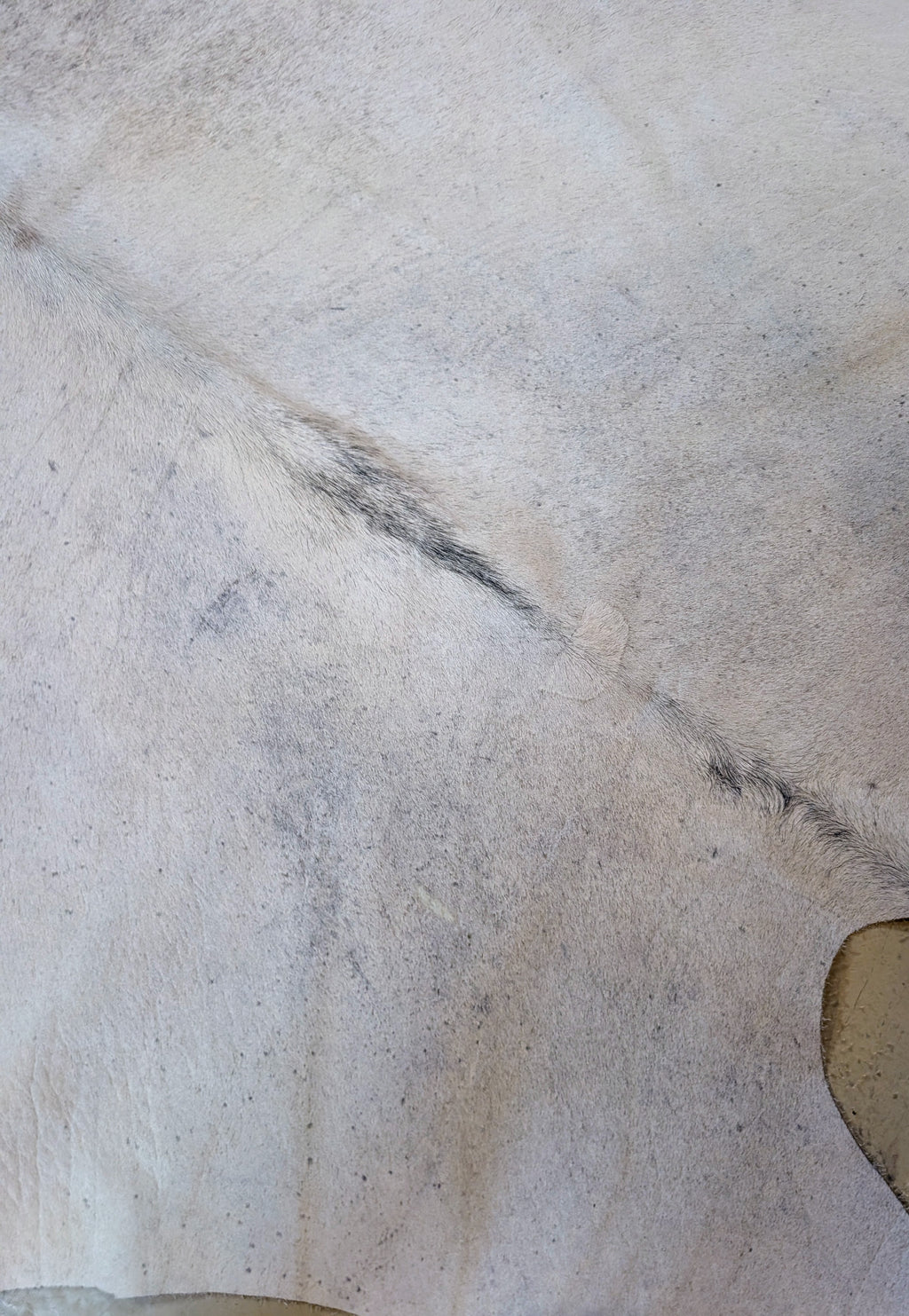 Cowhide named Ferret close view of the color and grain close to the shoulder area