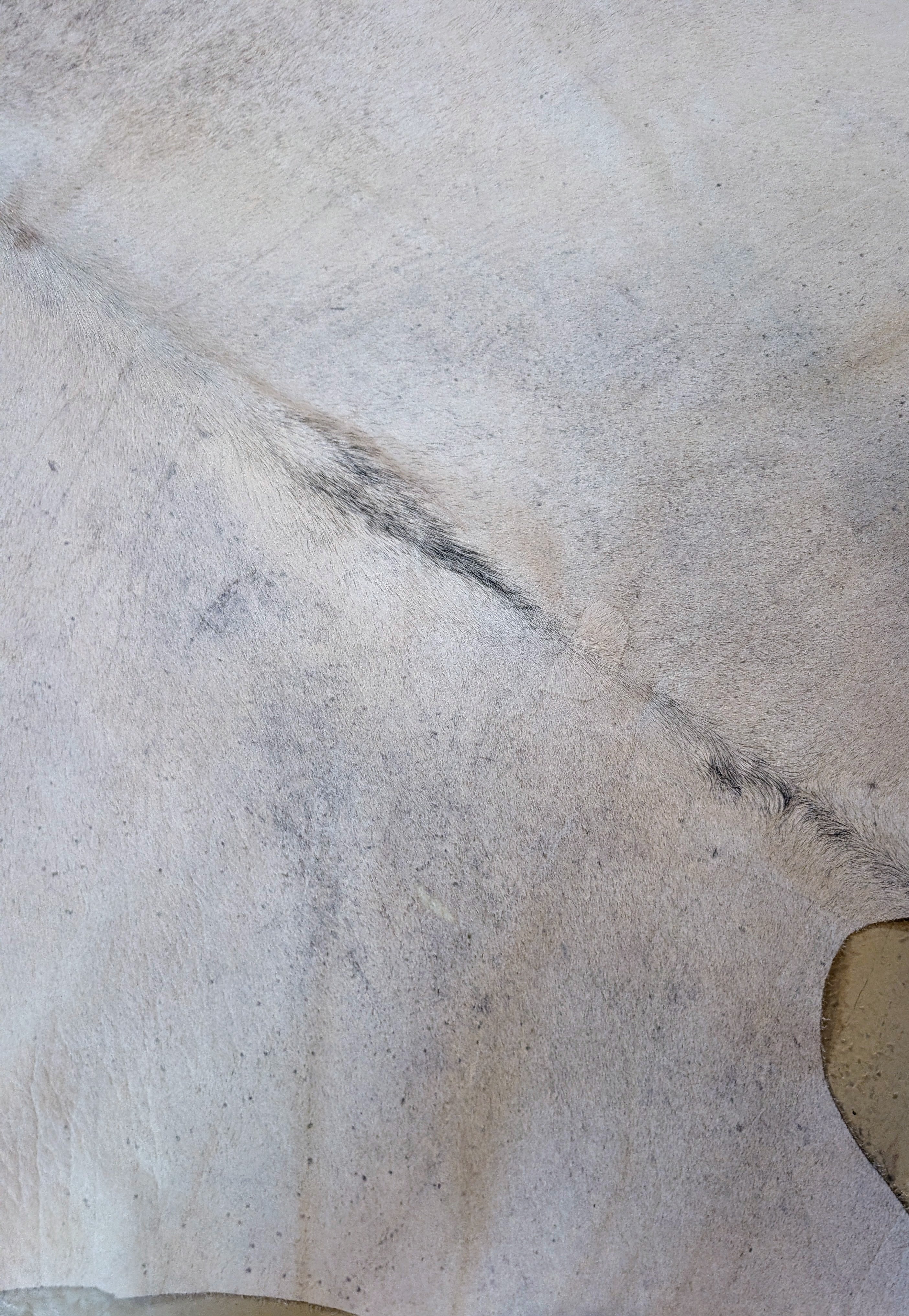 Cowhide named Ferret close view of the color and grain close to the shoulder area