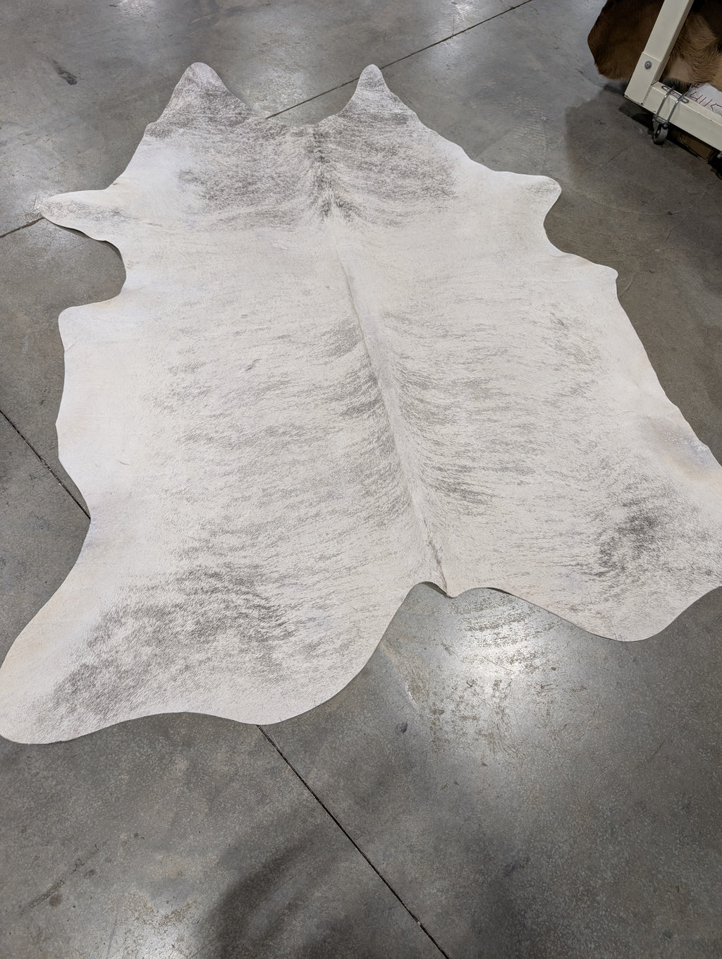 Individually named White Lightening a white with grey brindle cowhide laying on a grey floor