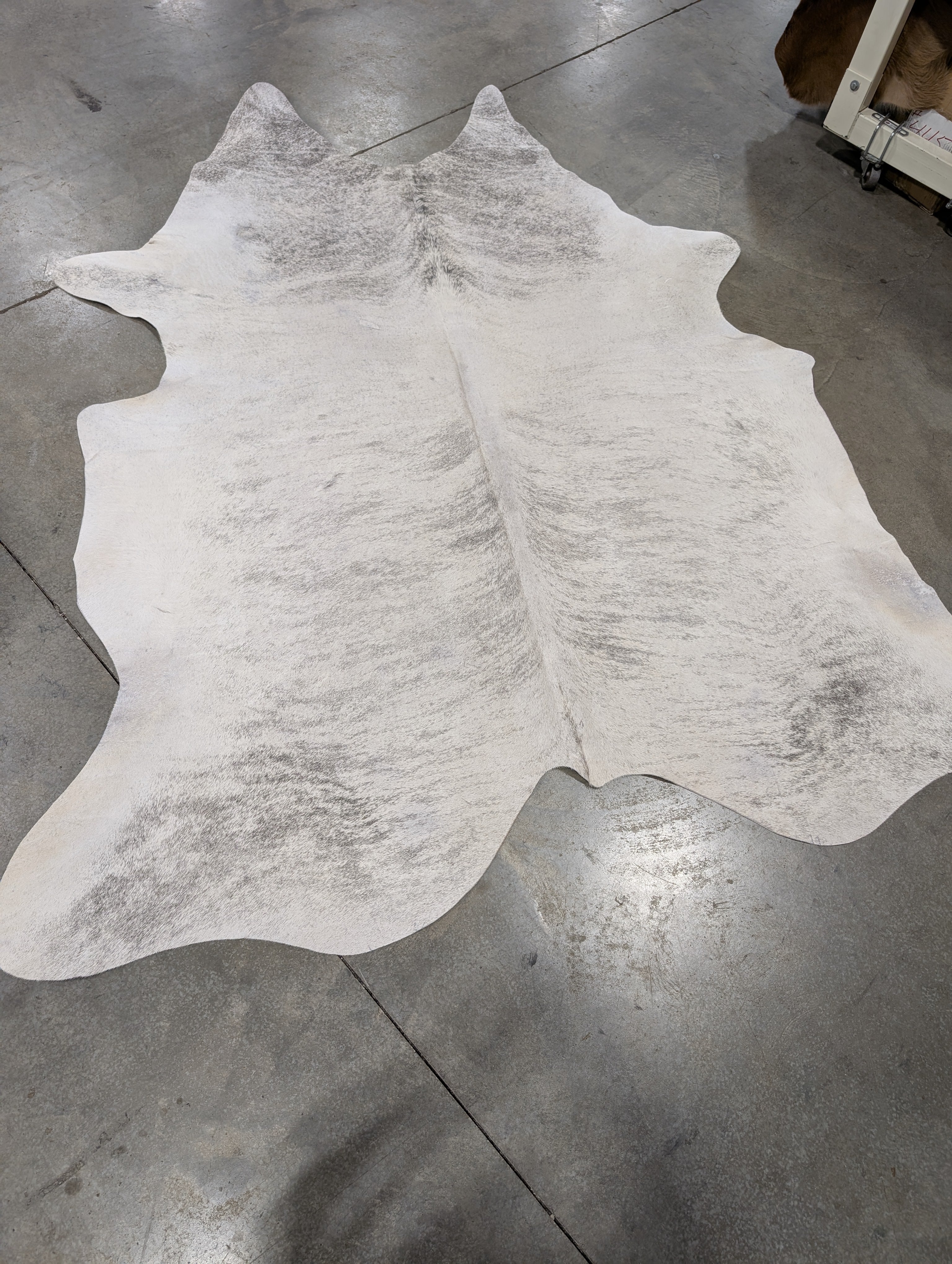 Individually named White Lightening a white with grey brindle cowhide laying on a grey floor