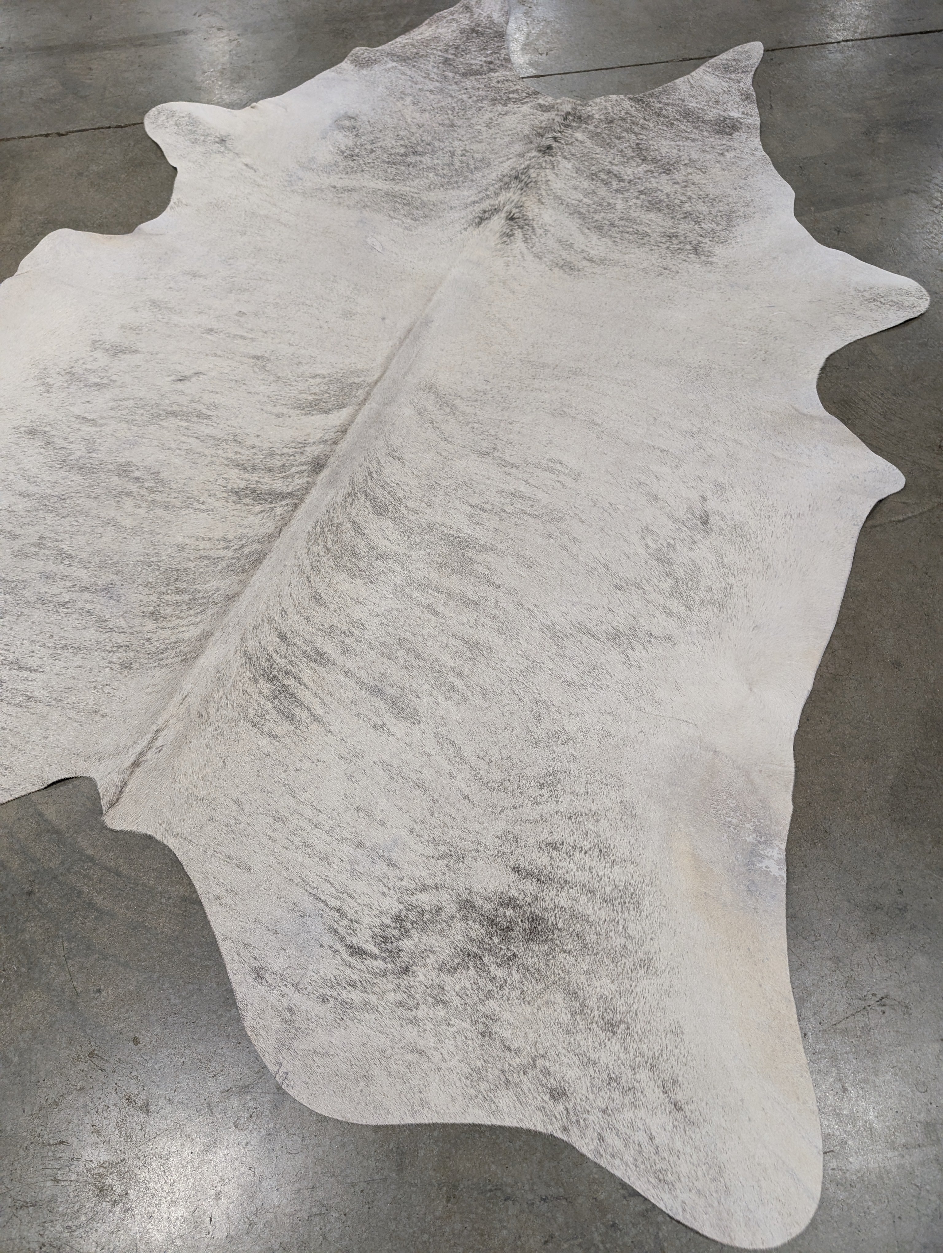 individually named White Lightening this is a right side angle to capture the grey brindle on white cowhide