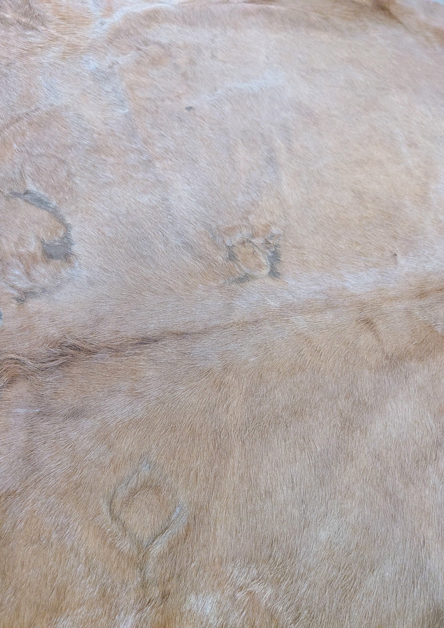 Hand-selected branded blonde cowhide hide perfect for Western décor
