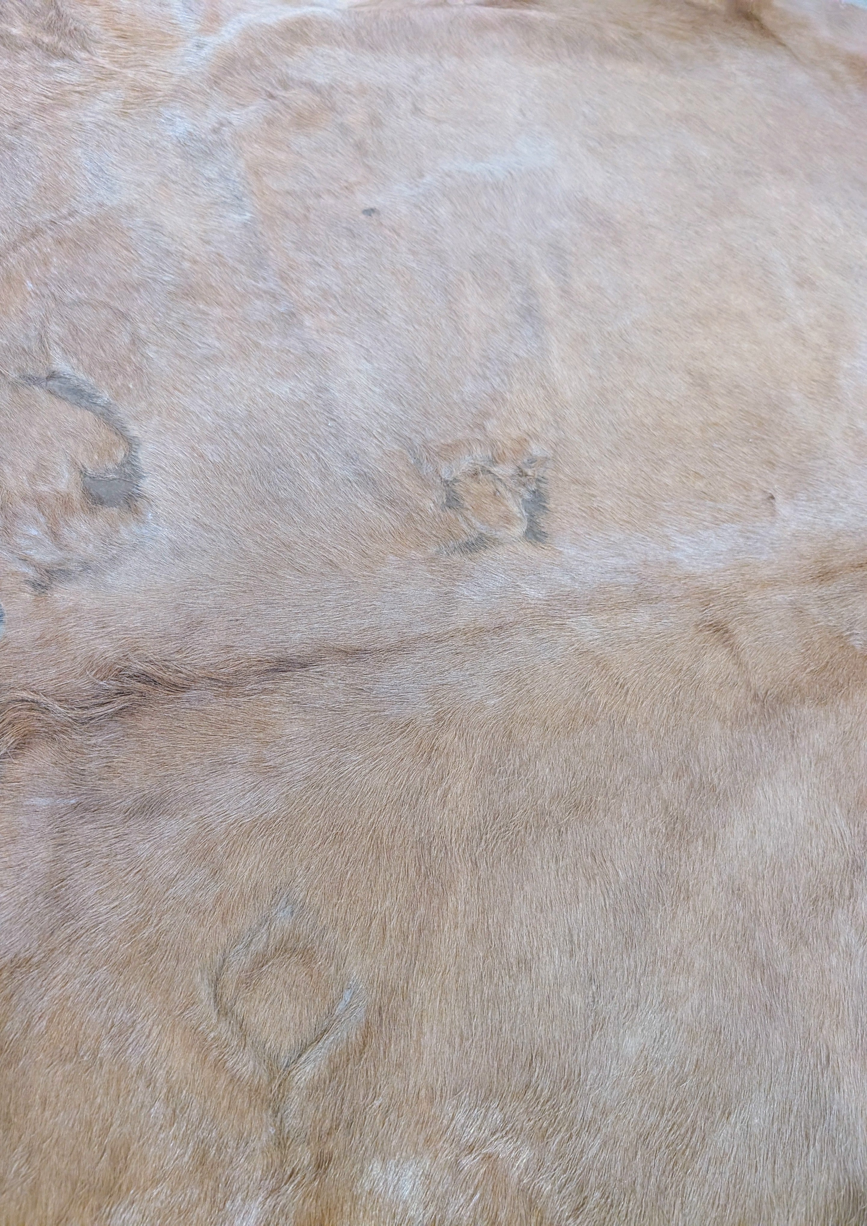 Hand-selected branded blonde cowhide hide perfect for Western décor