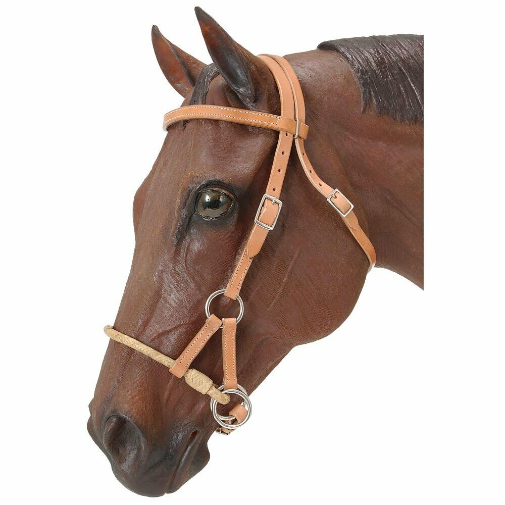 Brown horse wearing a beige bridle on a white background