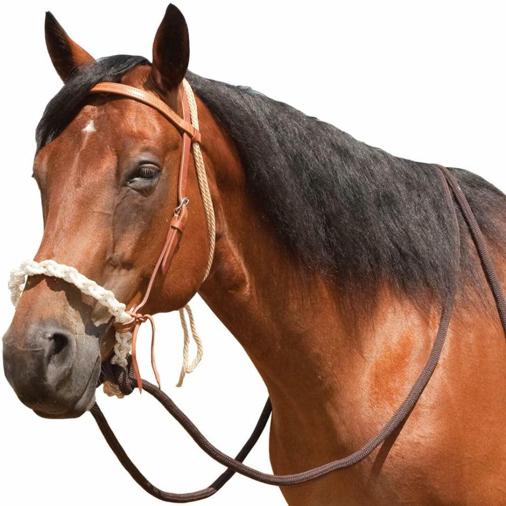 Brown horse with a bitless training bridle on a white background